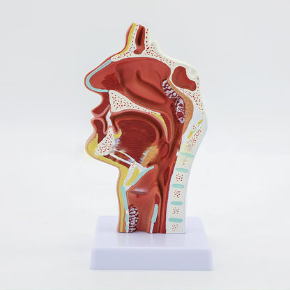 Medical Human Nasal Cavity Anatomy Model