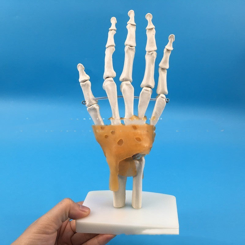 Medical Painting Human Body Hand Joints Model