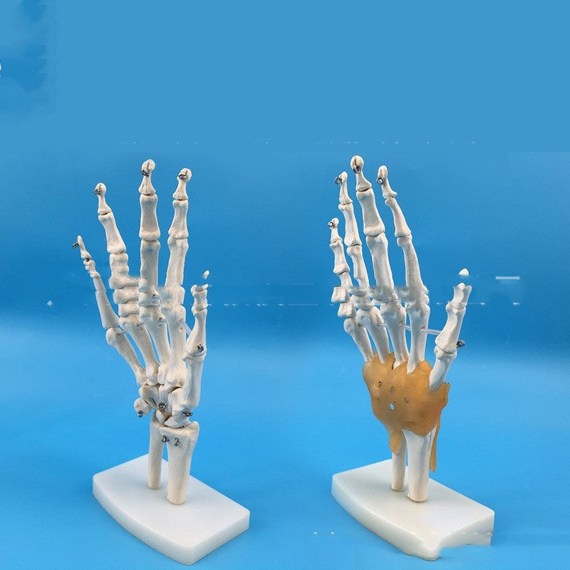 Medical Painting Human Body Hand Joints Model