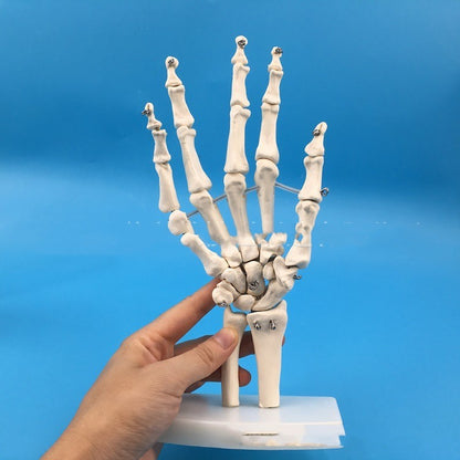 Medical Painting Human Body Hand Joints Model