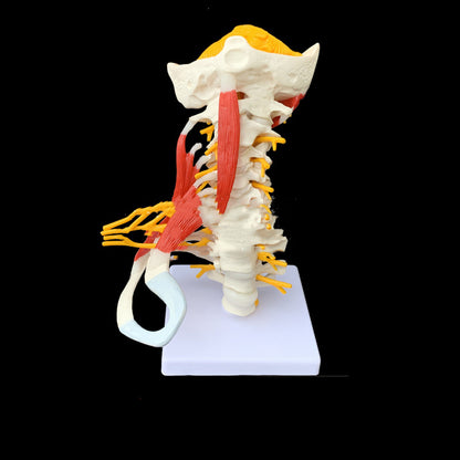 Medical Teaching Human Skeleton Skeleton Model