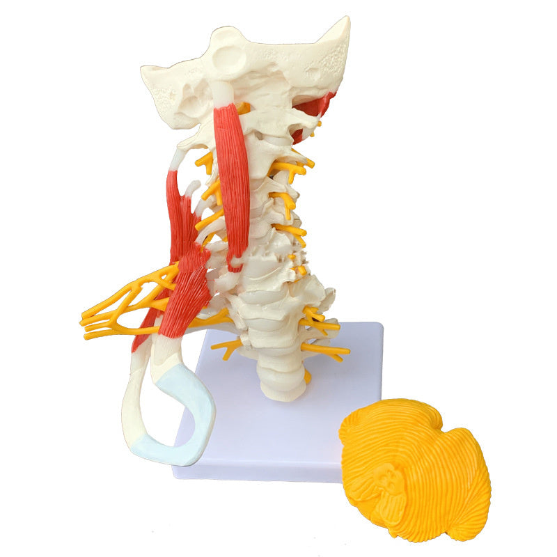 Medical Teaching Human Skeleton Skeleton Model