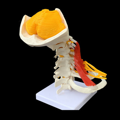 Medical Teaching Human Skeleton Skeleton Model