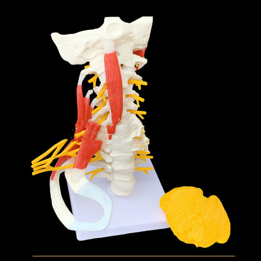 Medical Teaching Human Skeleton Skeleton Model