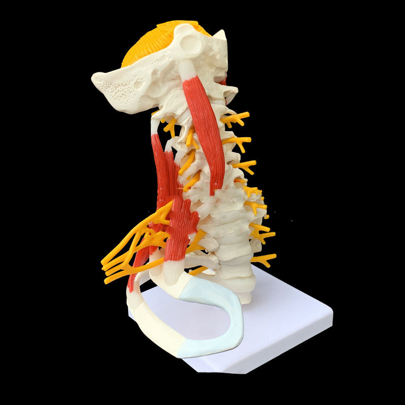 Medical Teaching Human Skeleton Skeleton Model