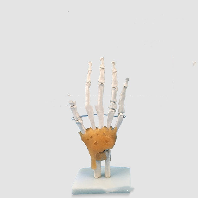 Medical Painting Human Body Hand Joints Model