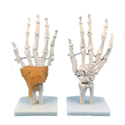 Medical Painting Human Body Hand Joints Model